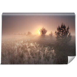Fototapeta Wschód słońca nad polaną w mglisty dzień