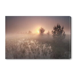 Obraz na płótnie Wschód słońca nad polaną w mglisty dzień
