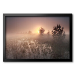 Obraz w ramie Wschód słońca nad polaną w mglisty dzień