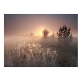 Plakat Wschód słońca nad polaną w mglisty dzień