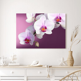 Biała orchidea na fioletowym tle