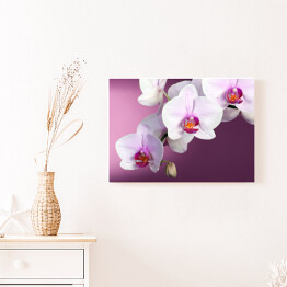 Obraz na płótnie Biała orchidea na fioletowym tle