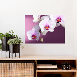 Biała orchidea na fioletowym tle
