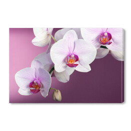 Obraz na płótnie Biała orchidea na fioletowym tle