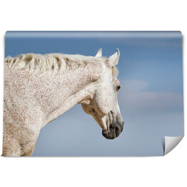 Fototapeta Biały koń spoglądający w niebieskie niebo