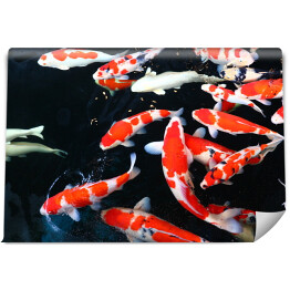 Czerwono białe ryby w wodzie