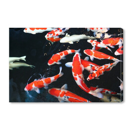 Obraz na płótnie Czerwono białe ryby w wodzie