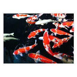 Plakat Czerwono białe ryby w wodzie
