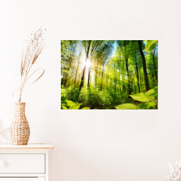 Plakat samoprzylepny Nasłonecznione drzewa w lesie