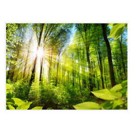 Plakat samoprzylepny Nasłonecznione drzewa w lesie