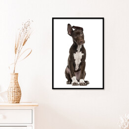 Plakat w ramie Ciemny pies z oklapniętym uchem