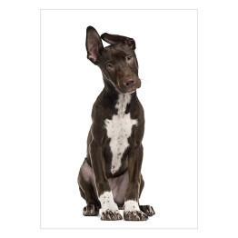 Plakat Ciemny pies z oklapniętym uchem