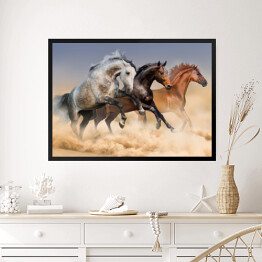 Obraz w ramie Stado koni biegnących w tumanach kurzu