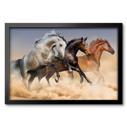 Obraz w ramie Stado koni biegnących w tumanach kurzu