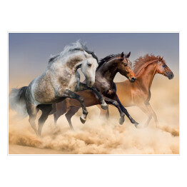 Plakat Stado koni biegnących w tumanach kurzu