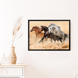 Obraz w ramie Trzy konie biegnące galopem w kurzu