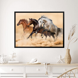 Obraz w ramie Trzy konie biegnące galopem w kurzu