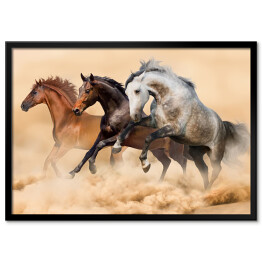 Plakat w ramie Trzy konie biegnące galopem w kurzu