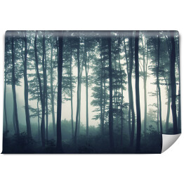 Fototapeta samoprzylepna Mgła w mrocznym lesie
