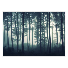 Plakat samoprzylepny Mgła w mrocznym lesie