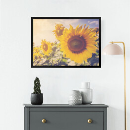 Obraz w ramie Słoneczniki w piękny dzień w przygaszonych barwach