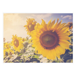 Plakat Słoneczniki w piękny dzień w przygaszonych barwach