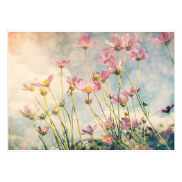 Plakat samoprzylepny Polne kwiaty na tle pastelowego nieba 