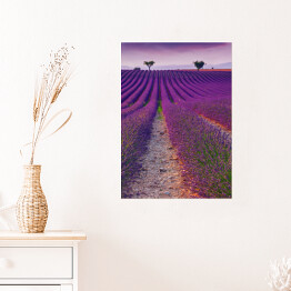 Plakat samoprzylepny Purpurowe pola blisko Valensole, Prowansja