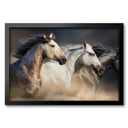 Obraz w ramie Konie cwałujące w pustynnym pyle