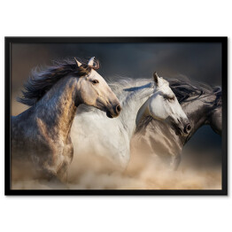 Plakat w ramie Konie cwałujące w pustynnym pyle