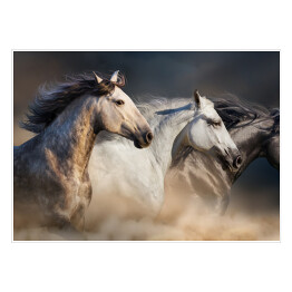 Plakat samoprzylepny Konie cwałujące w pustynnym pyle