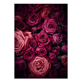 Plakat samoprzylepny Ciemnoróżowe róże