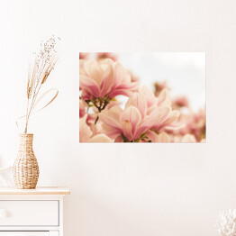 Plakat Magnolia w pastelowych barwach kwitnąca na wiosnę