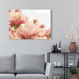 Obraz na płótnie Magnolia w pastelowych barwach kwitnąca na wiosnę