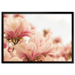 Plakat w ramie Magnolia w pastelowych barwach kwitnąca na wiosnę