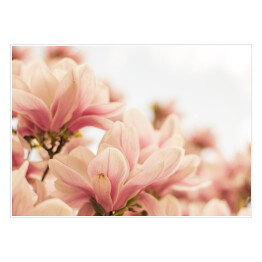Plakat Magnolia w pastelowych barwach kwitnąca na wiosnę