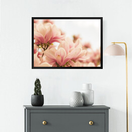 Obraz w ramie Magnolia w pastelowych barwach kwitnąca na wiosnę