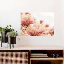 Plakat samoprzylepny Magnolia w pastelowych barwach kwitnąca na wiosnę
