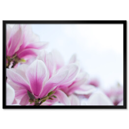 Plakat w ramie Różowa magnolia kwitnąca na wiosnę