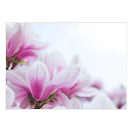 Plakat samoprzylepny Różowa magnolia kwitnąca na wiosnę