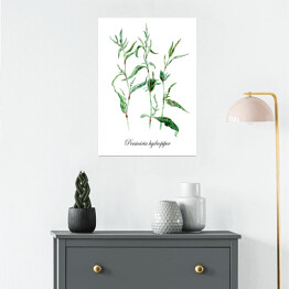 Plakat Pieprz wodny - kolekcja zioła