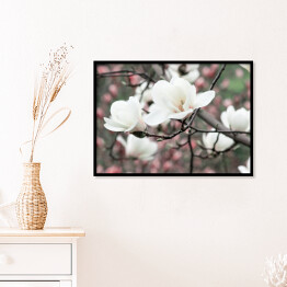 Plakat w ramie Wiosenne kwiatowe tło z białymi kwiatami magnolii