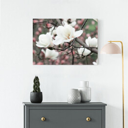 Obraz na płótnie Wiosenne kwiatowe tło z białymi kwiatami magnolii