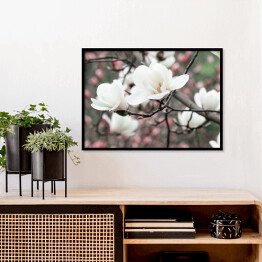 Plakat w ramie Wiosenne kwiatowe tło z białymi kwiatami magnolii