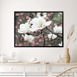Obraz w ramie Wiosenne kwiatowe tło z białymi kwiatami magnolii