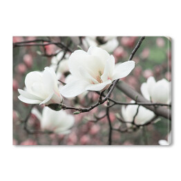 Obraz na płótnie Wiosenne kwiatowe tło z białymi kwiatami magnolii