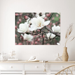 Plakat samoprzylepny Wiosenne kwiatowe tło z białymi kwiatami magnolii