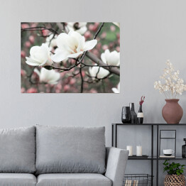 Plakat Wiosenne kwiatowe tło z białymi kwiatami magnolii