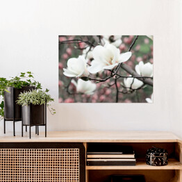 Plakat samoprzylepny Wiosenne kwiatowe tło z białymi kwiatami magnolii