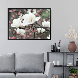Obraz w ramie Wiosenne kwiatowe tło z białymi kwiatami magnolii